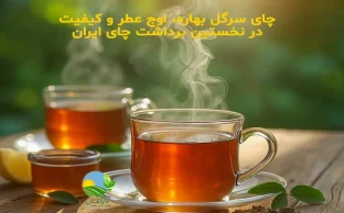 چای سرگل بهاره چیست؟, چرا چای سرگل بهاره مرغوب‌ترین چای ایرانی است؟, چای سرگل ایرانی, چای بهاره ایرانی, چای طبیعی بدون اسانس, چای سرگل شمال, بهترین چای ایرانی, چای دست‌چین بهاره, چای ارگانیک ایرانی, چای سرگل تازه, خواص چای سرگل, تفاوت چای سرگل و چای معمولی, خرید چای سرگل بهاره, چای بهاره طبیعی, Spring Sargol Tea