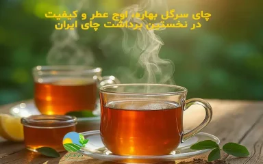 چای سرگل بهاره چیست؟, چرا چای سرگل بهاره مرغوب‌ترین چای ایرانی است؟, چای سرگل ایرانی, چای بهاره ایرانی, چای طبیعی بدون اسانس, چای سرگل شمال, بهترین چای ایرانی, چای دست‌چین بهاره, چای ارگانیک ایرانی, چای سرگل تازه, خواص چای سرگل, تفاوت چای سرگل و چای معمولی, خرید چای سرگل بهاره, چای بهاره طبیعی, Spring Sargol Tea