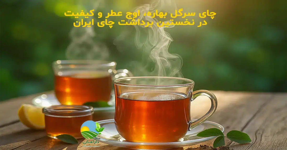 چای سرگل بهاره چیست؟, چرا چای سرگل بهاره مرغوبترین چای ایرانی است؟, چای سرگل ایرانی, چای بهاره ایرانی, چای طبیعی بدون اسانس, چای سرگل شمال, بهترین چای ایرانی, چای دستچین بهاره, چای ارگانیک ایرانی, چای سرگل تازه, خواص چای سرگل, تفاوت چای سرگل و چای معمولی, خرید چای سرگل بهاره, چای بهاره طبیعی, Spring Sargol Tea